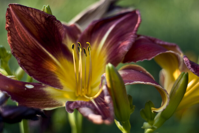 Purple and Yellow Lily — Natural