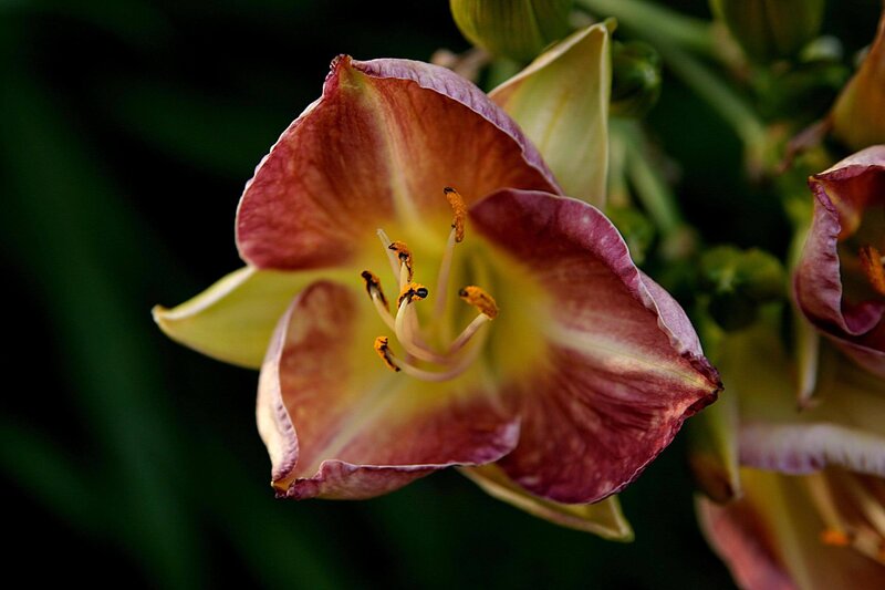 Purple and Yellow Lily