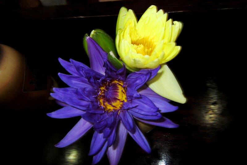 Purple and Yellow Lotus Flowers