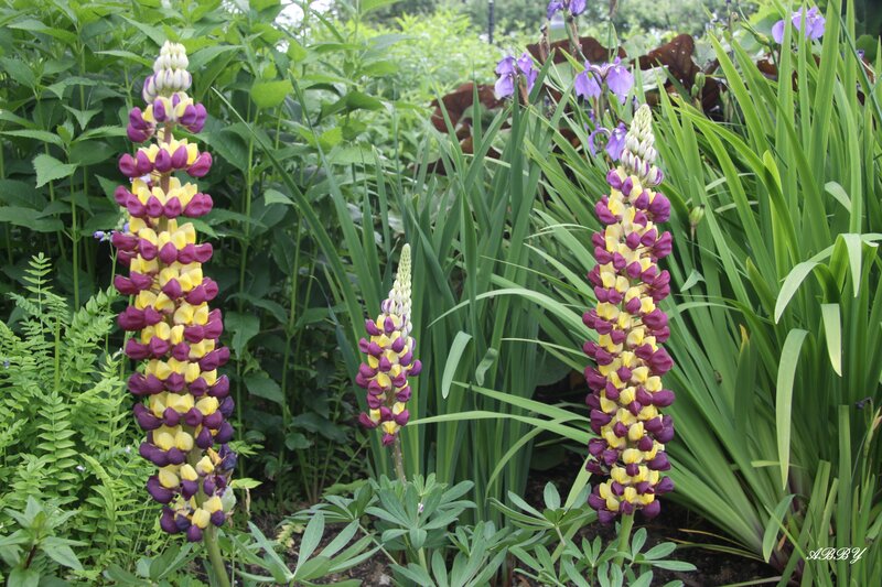 Purple and Yellow Lupine Flowers