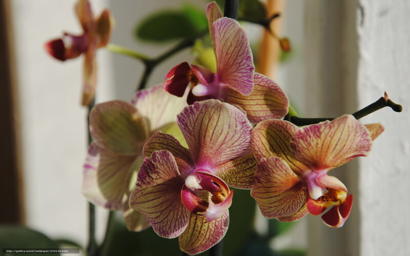 Purple and Yellow Orchid — Calm, Photograph, Flower