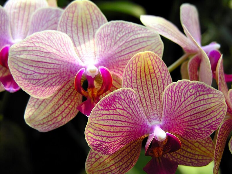 Purple and Yellow Orchid — Calm, Photograph