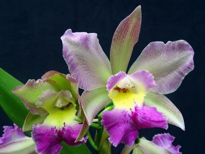 Purple and Yellow Orchid — Calm
