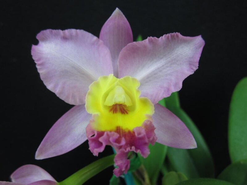 Purple and Yellow Orchid — Dramatic