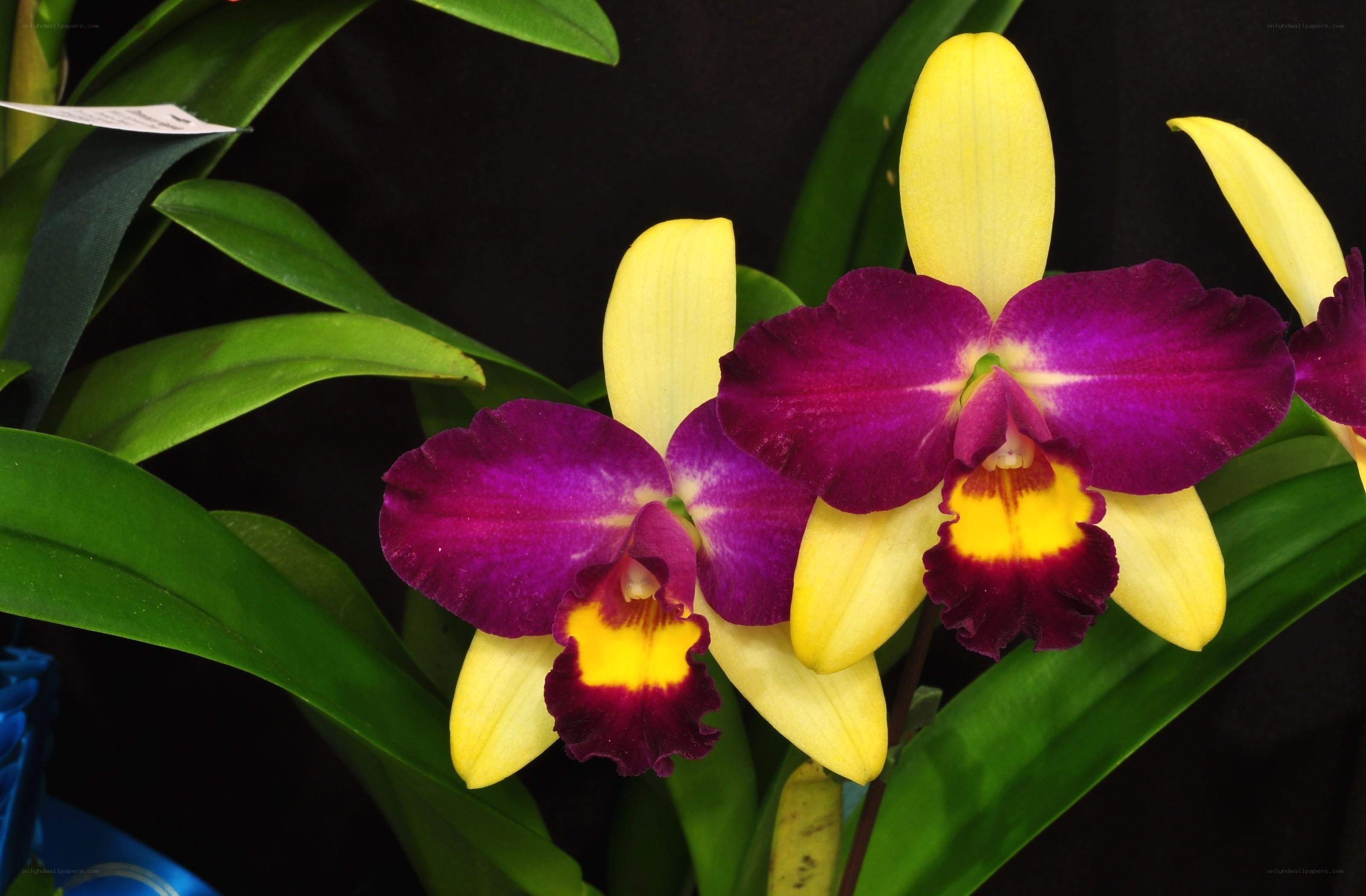 Purple and yellow orchid flowers