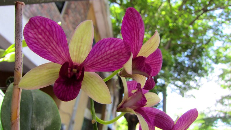 Purple and Yellow Orchid — Serene