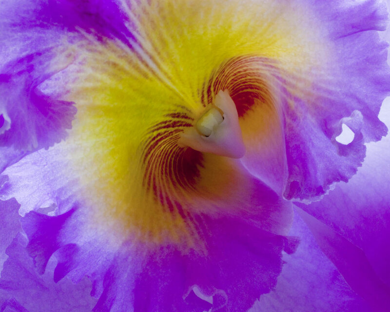 Purple and Yellow Orchid