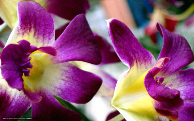 Purple and Yellow Orchids — Calm, Photograph, Flowers