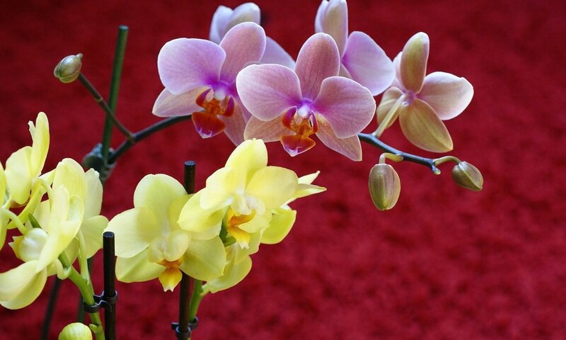 Purple and Yellow Orchids — Calm, Photograph
