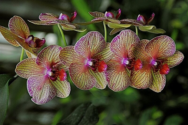 Purple and Yellow Orchids — Calm