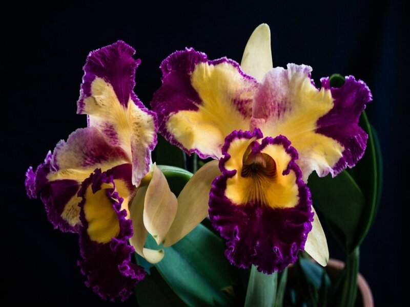 Purple and Yellow Orchids — Dramatic, Photograph