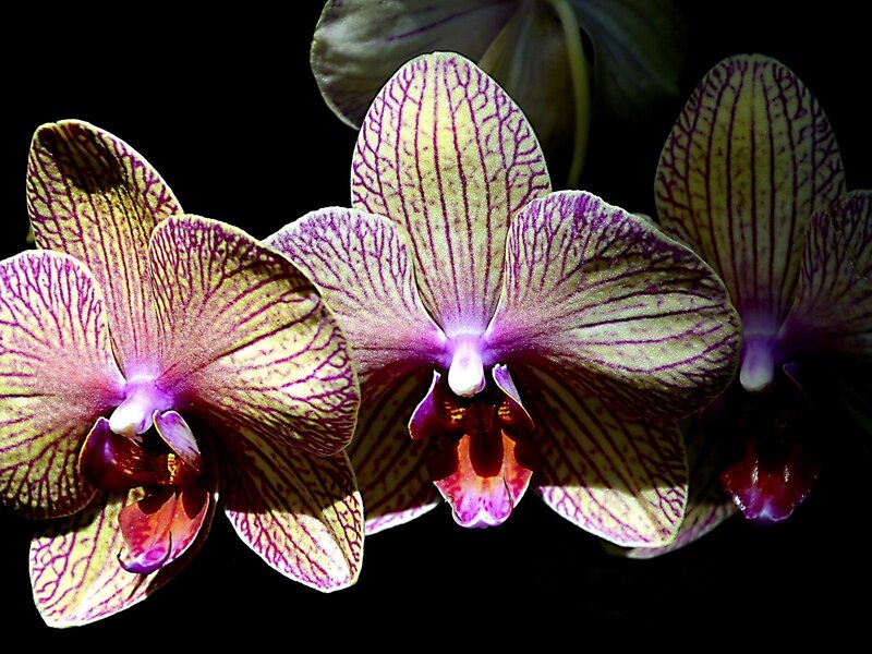 Purple and Yellow Orchids — Dramatic