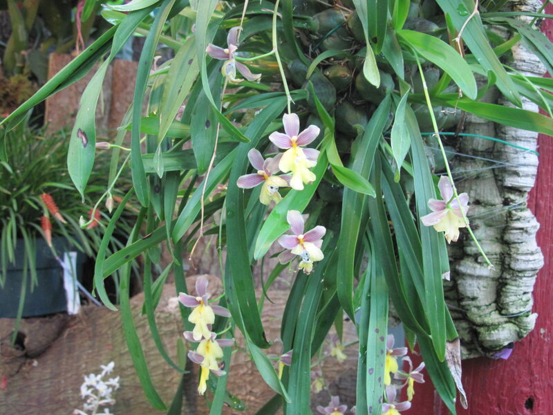 Purple and Yellow Orchids — Green