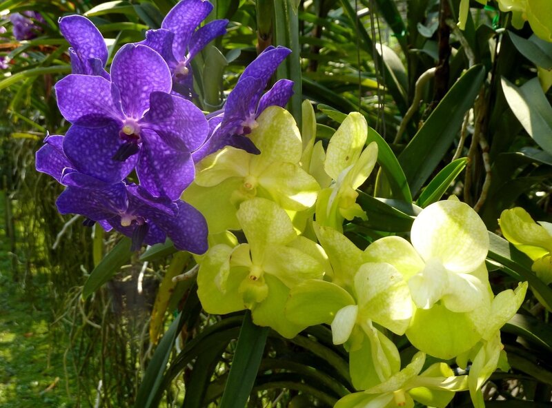 Purple and yellow orchids in bloom