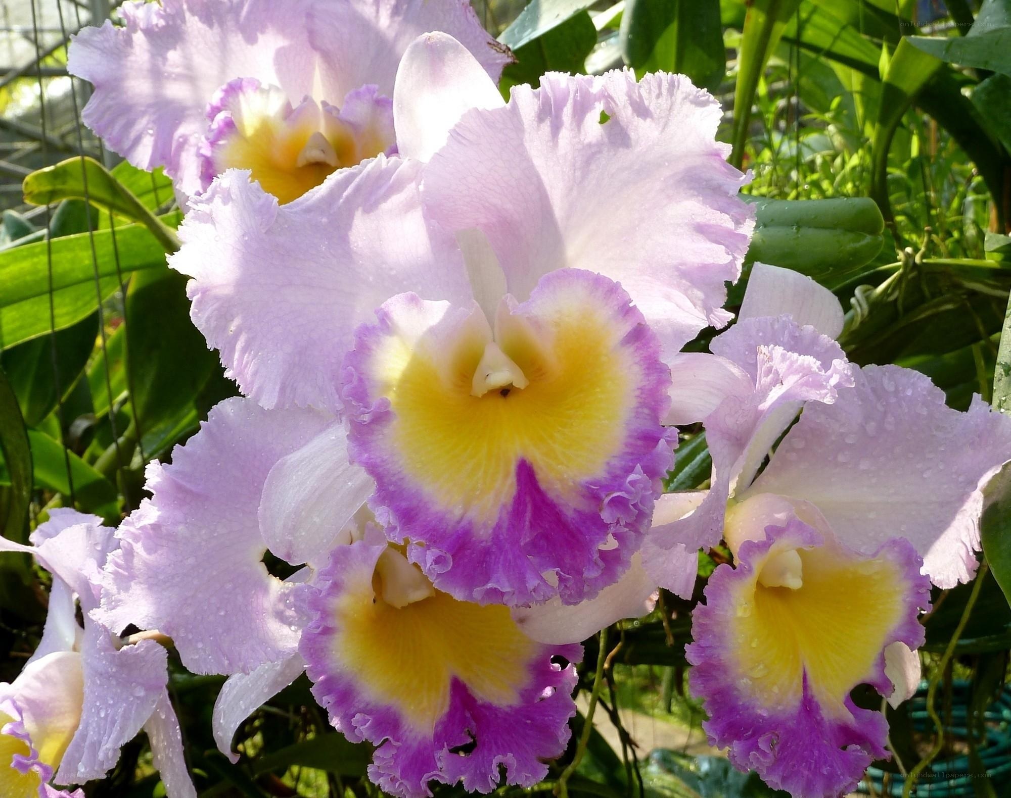 Purple and yellow orchids in bloom