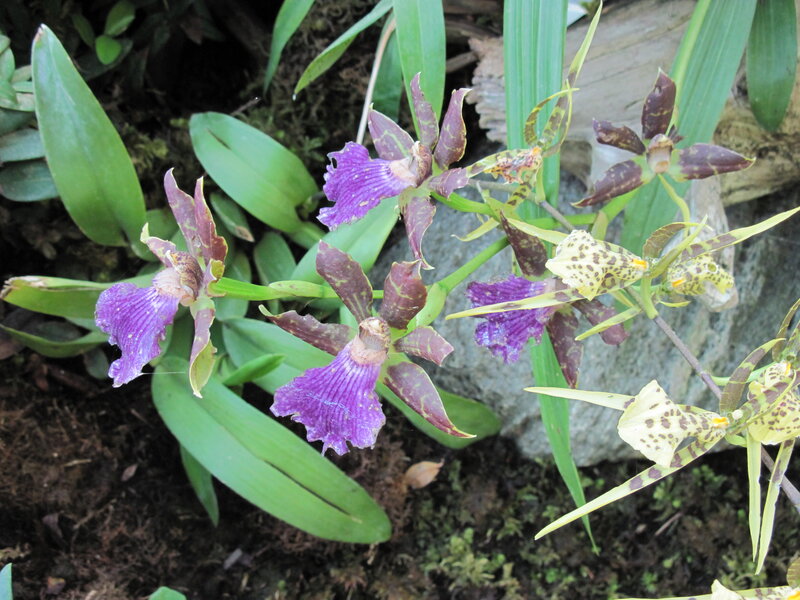 Purple and Yellow Orchids — Natural