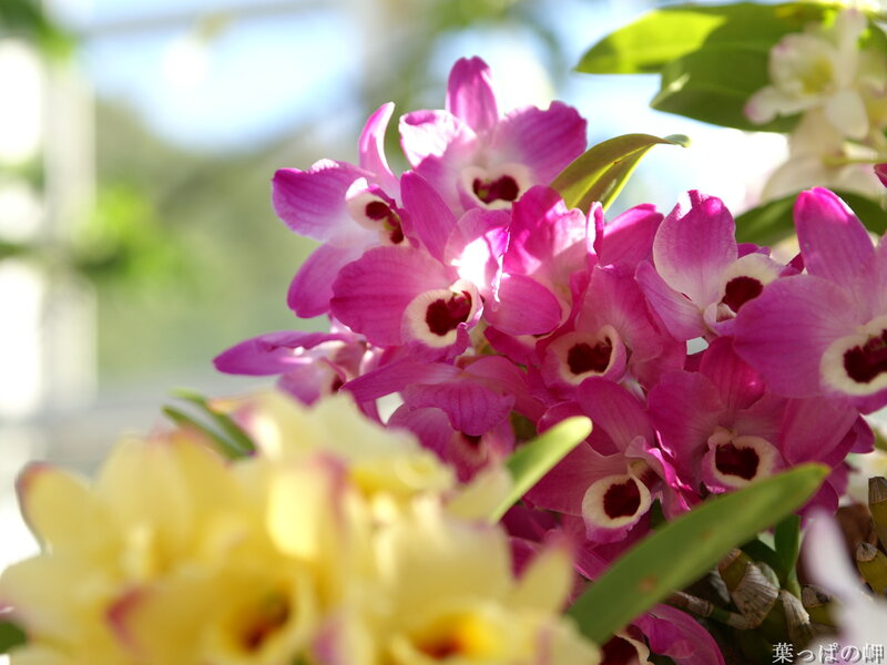 Purple and Yellow Orchids — Pink