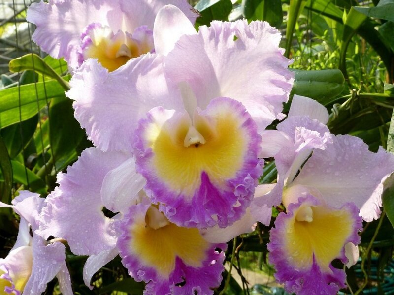 Purple and Yellow Orchids — Serene, Afternoon, Photograph