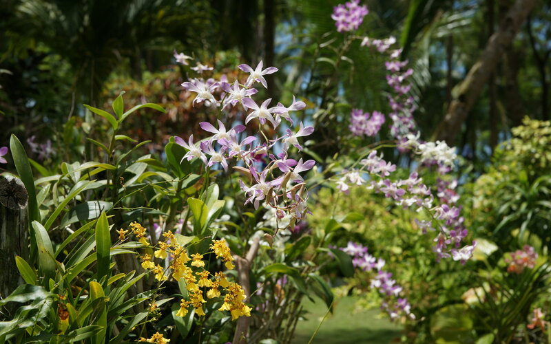 Purple and Yellow Orchids — Serene, Afternoon