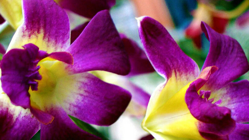 Purple and Yellow Orchids — Vibrant, Photograph
