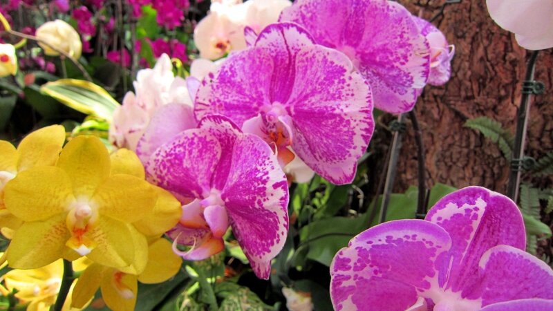 Purple and Yellow Orchids — Vibrant