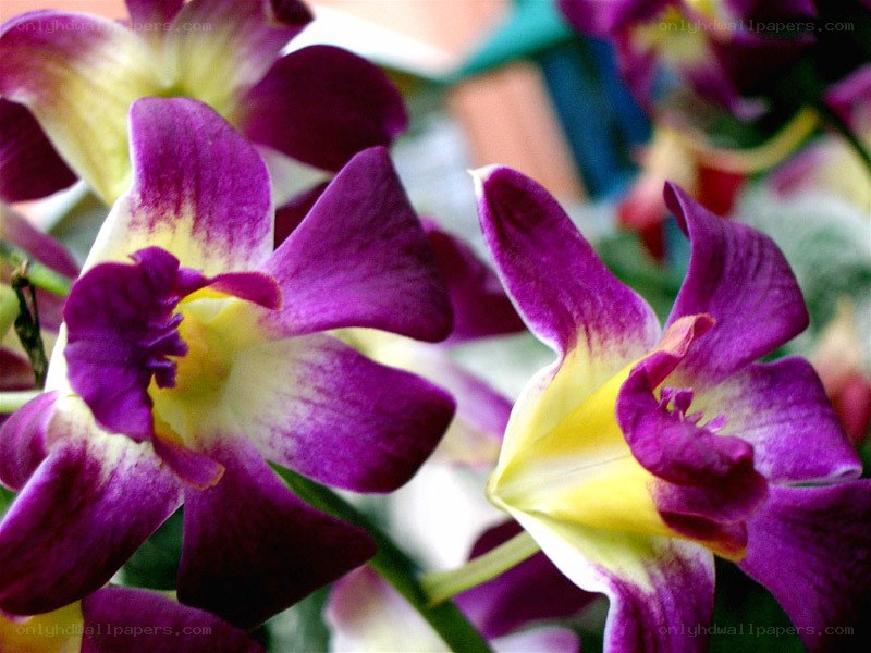 purple and yellow orchids