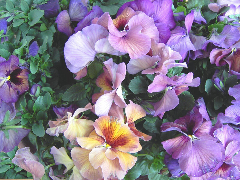 purple and yellow pansies