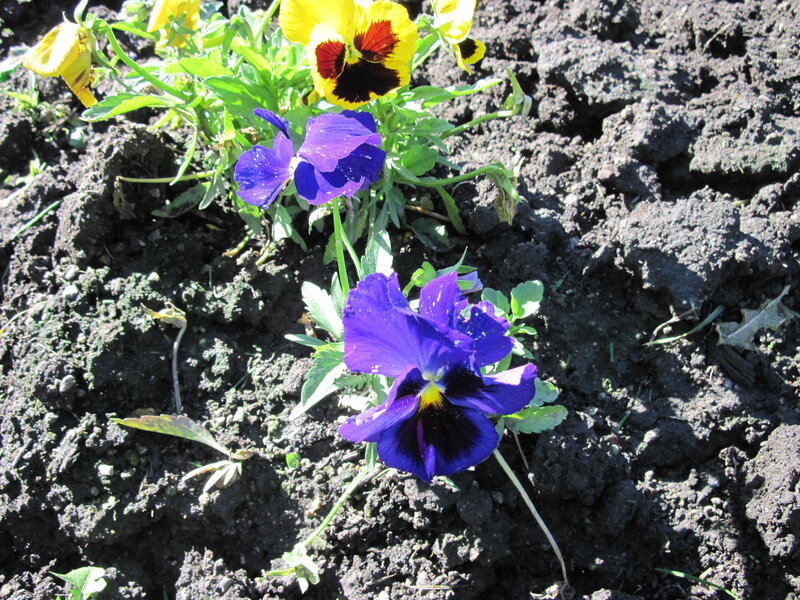 Purple and Yellow Pansies — Blue, Calm