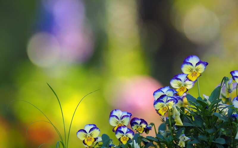 Purple and Yellow Pansies — Blue, Serene