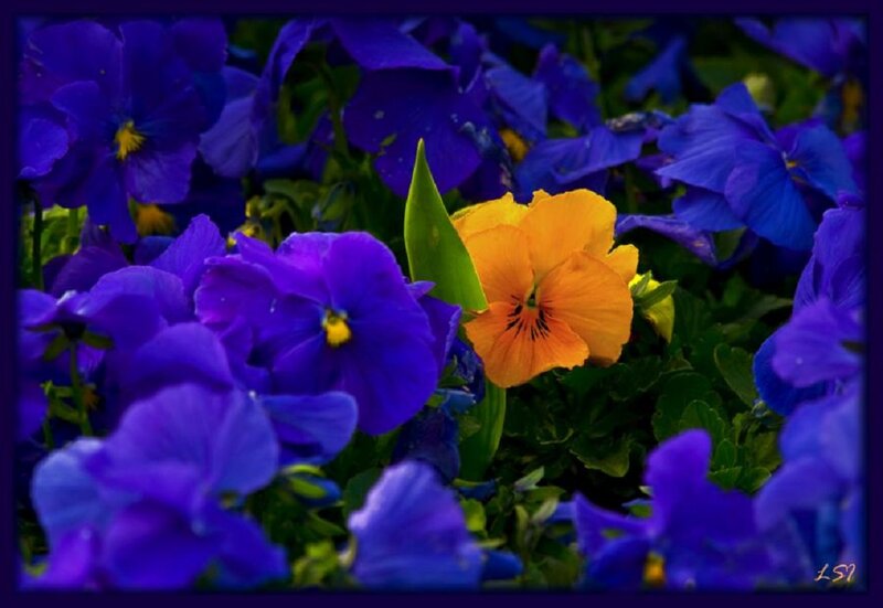 Purple and Yellow Pansies — Blue, Vibrant