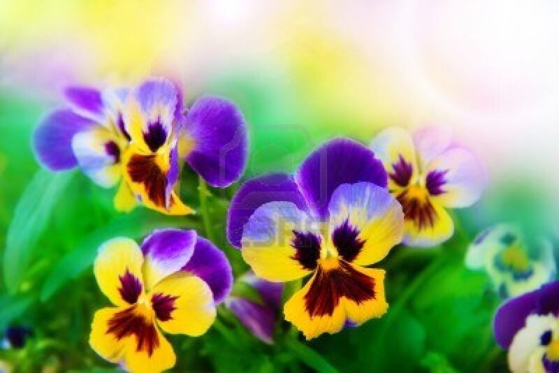 Purple and Yellow Pansies — Bright, Afternoon, Photograph