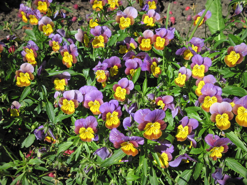 Purple and Yellow Pansies — Bright, Afternoon