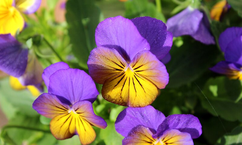 Purple and Yellow Pansies — Bright, Morning