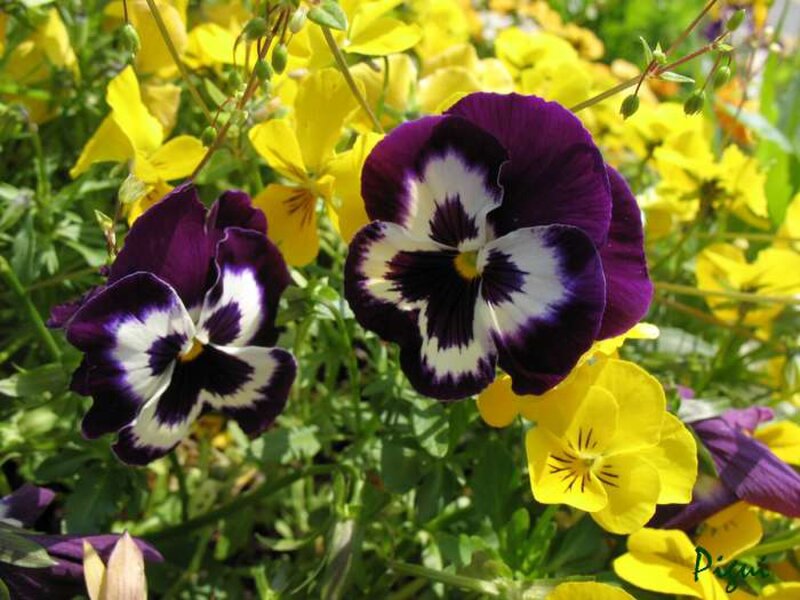Purple and Yellow Pansies — Bright, Spring, Photograph, Flowers