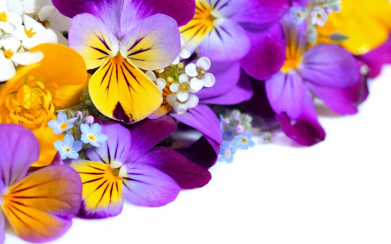 Purple and Yellow Pansies — Bright, Spring, Photograph
