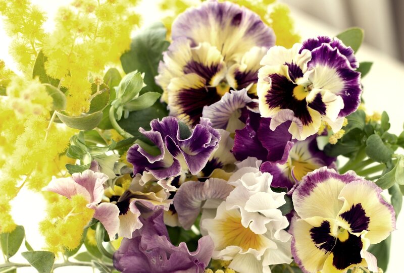 Purple and Yellow Pansies — Bright, Spring