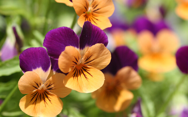 Purple and Yellow Pansies — Bright