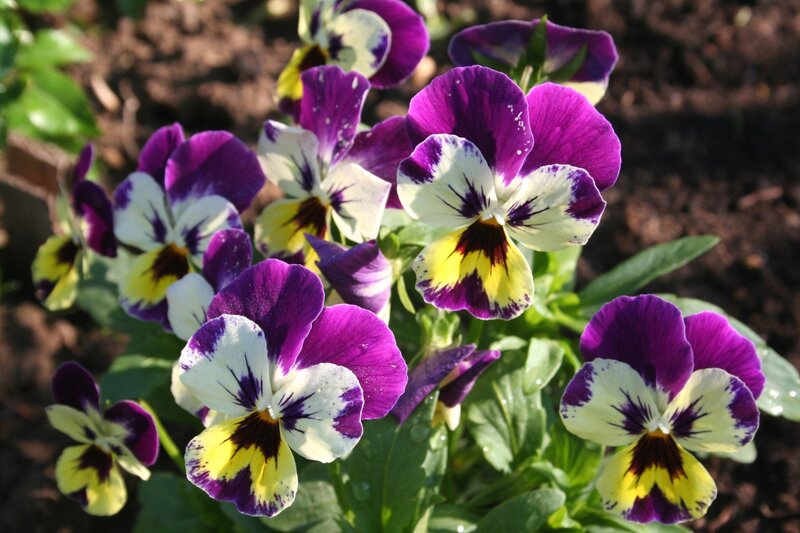 Purple and Yellow Pansies — Calm, Afternoon, Photograph