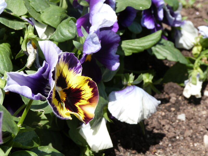 Purple and Yellow Pansies — Calm, Afternoon