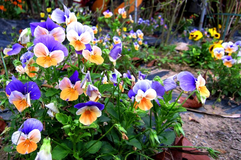 Purple and Yellow Pansies — Calm, Spring, Photograph, Flowers, Green Leaves