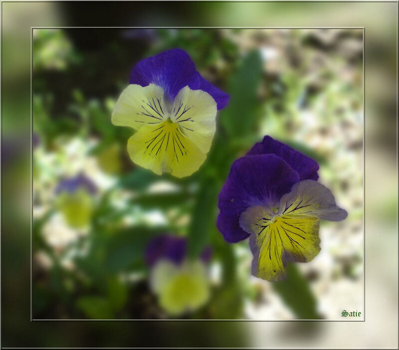 Purple and Yellow Pansies — Calm, Spring, Photograph, Flowers, Leaves