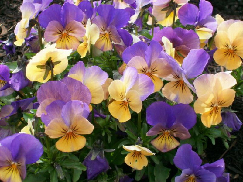 Purple and Yellow Pansies — Calm, Spring, Photograph, Flowers