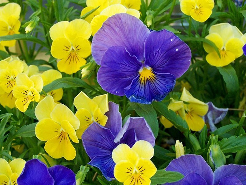 Purple and Yellow Pansies — Calm, Spring, Photograph