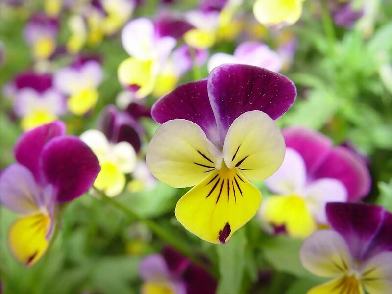 Purple and Yellow Pansies — Calm, Spring