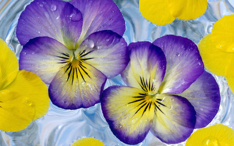 Purple and Yellow Pansies — Calm