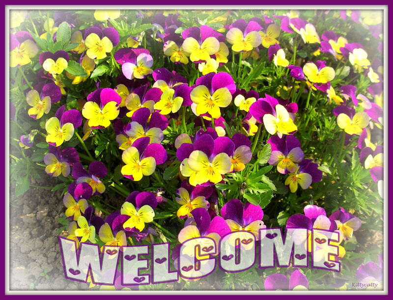 Purple and Yellow Pansies — Cheerful, Spring