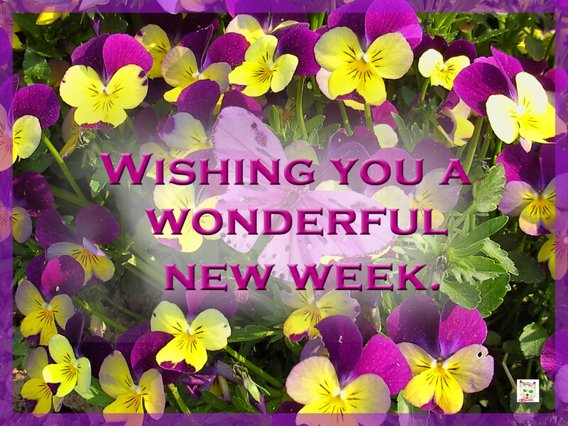 Purple and Yellow Pansies — Cheerful
