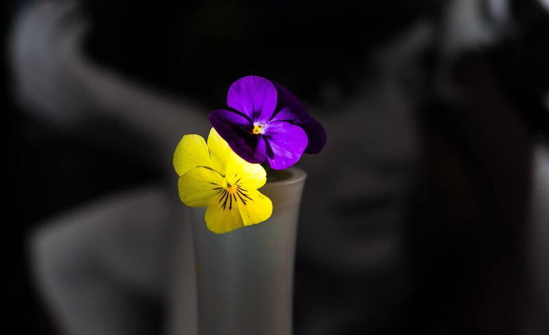 Purple and Yellow Pansies — Dramatic