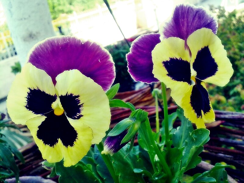 Purple and yellow pansies in a basket