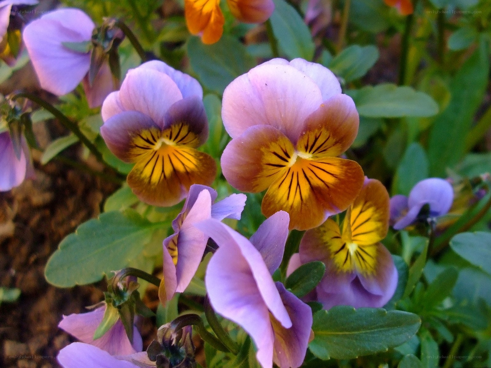 Purple and yellow pansies in bloom